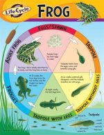 Life Cycle of Frog